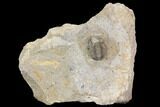 Detailed Gerastos Trilobite Fossil - Morocco #141687-5